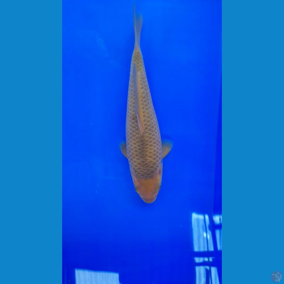 28cm caramel