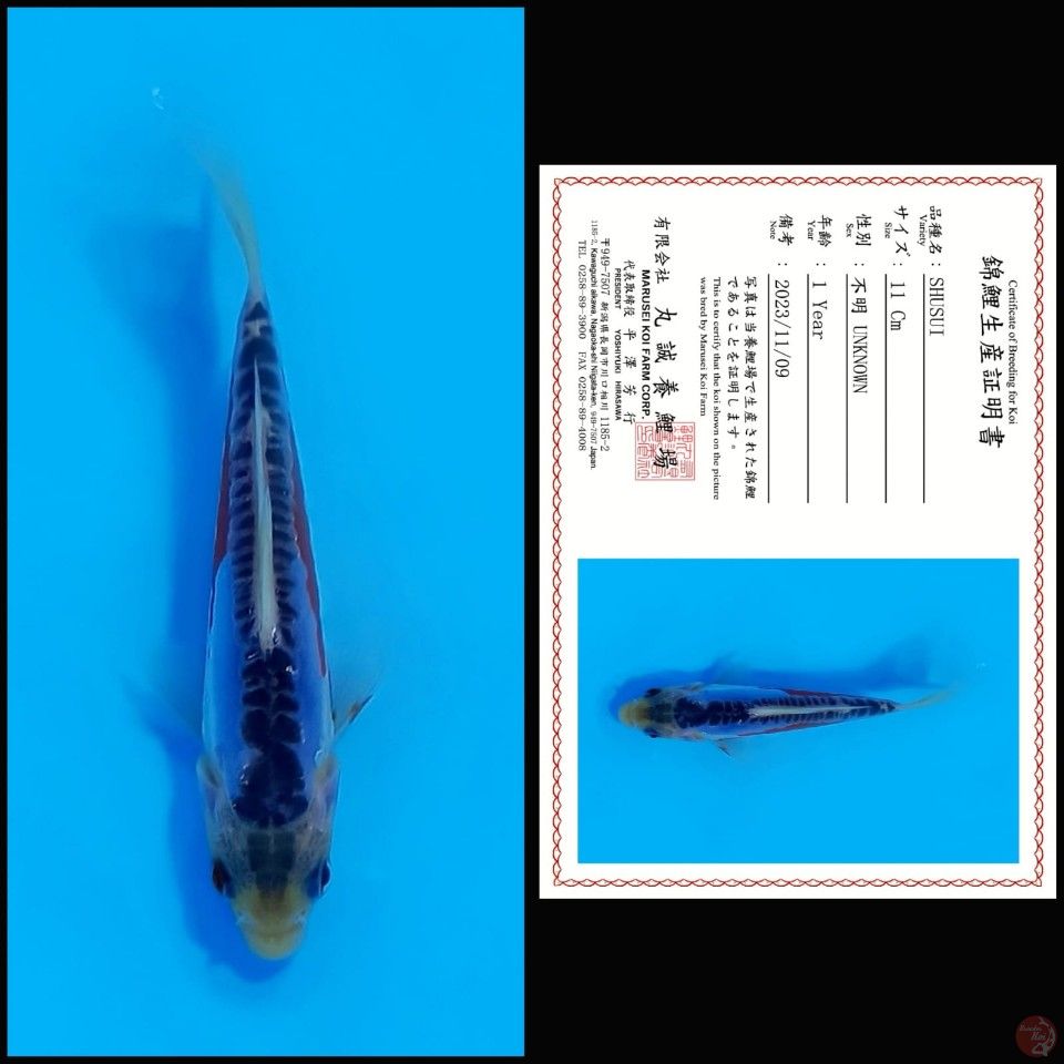 SHUSUI MARUSEI, 11CM