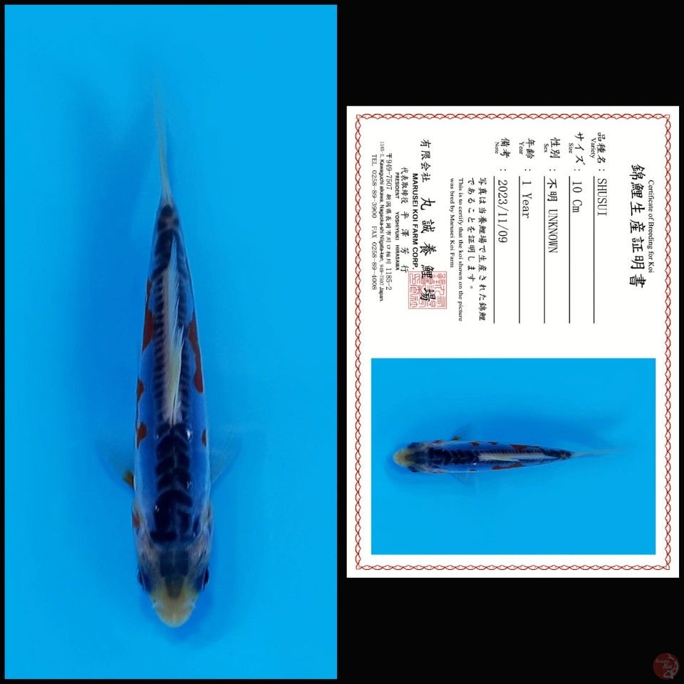 SHUSUI MARUSEI, 10CM