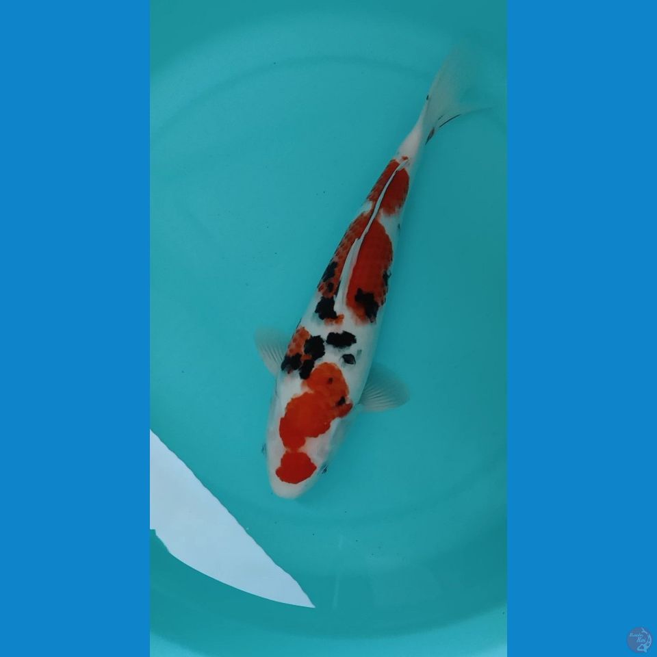 SANKE MALE 36CM Original