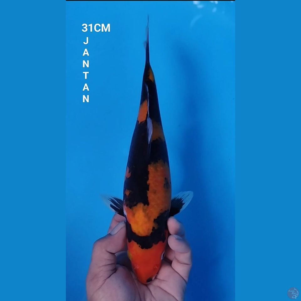 HI SHOWA 31CM JANTAN