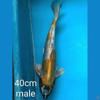 kiko 40 cm male