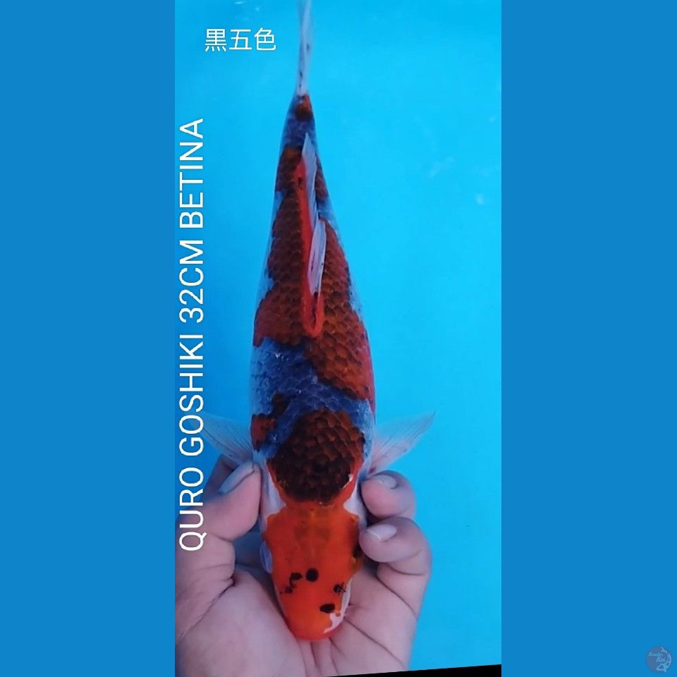 QURO GOSHIKI 32CM