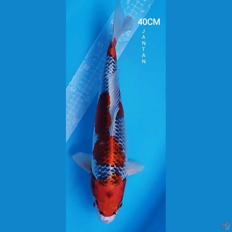 PEJANTAN RED KUJAKU 40CM