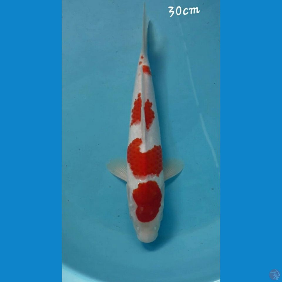 Kohaku 30cm