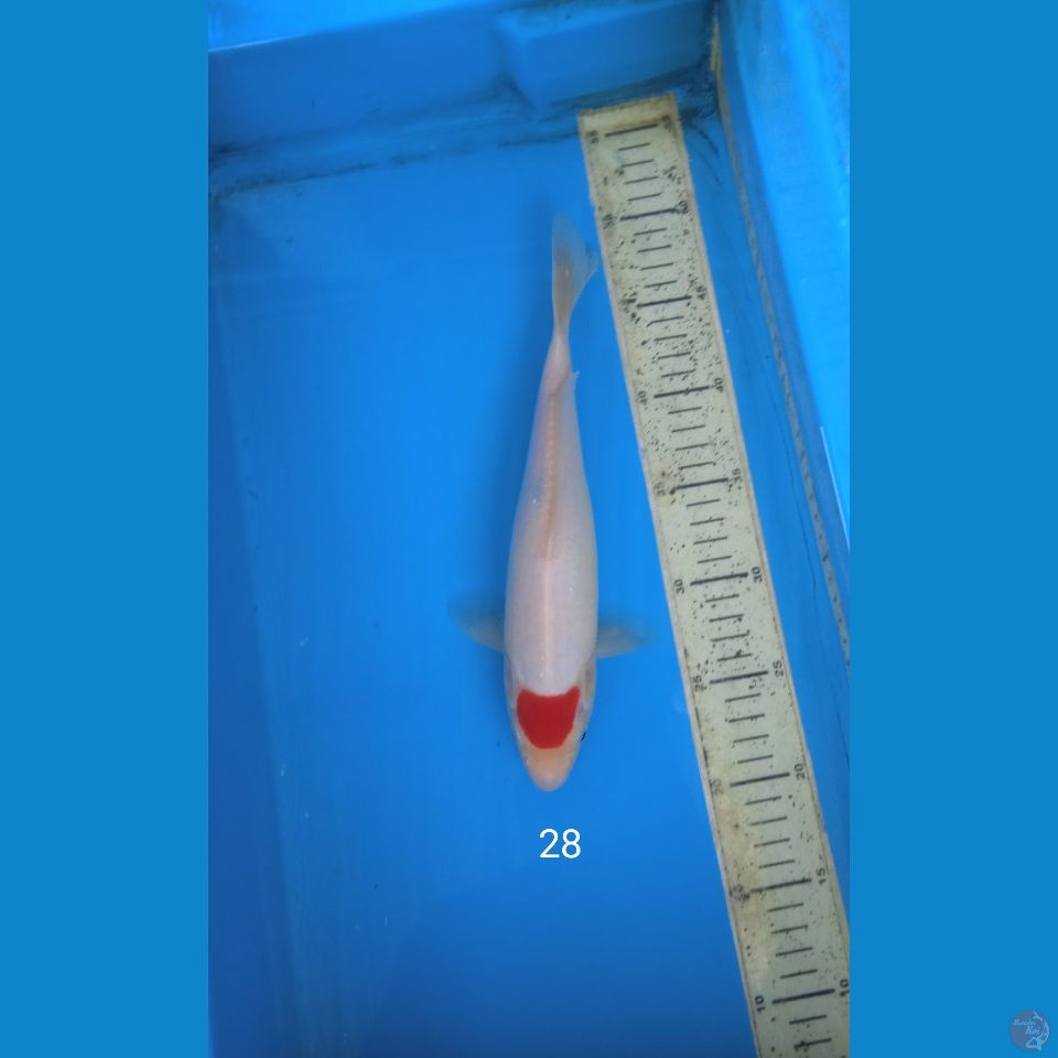 tancho kohaku 28cm