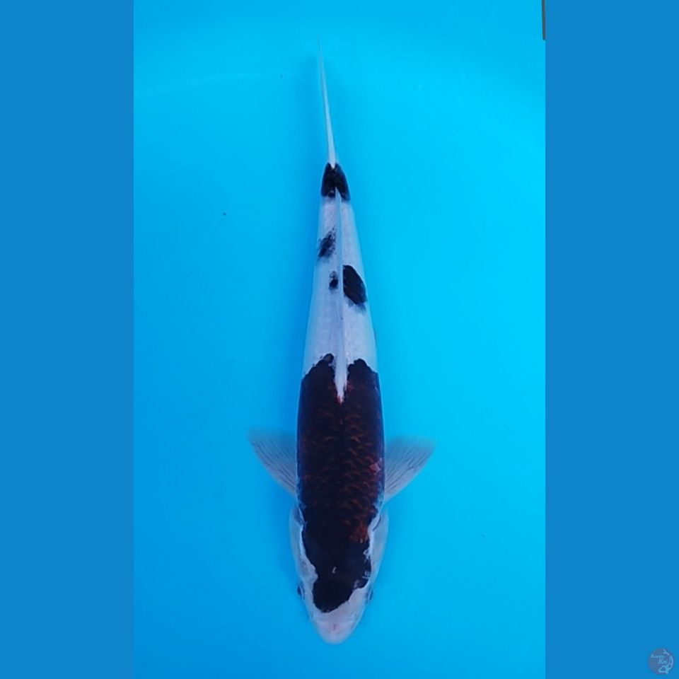 BUDHO GOROMO 37CM JANTAN