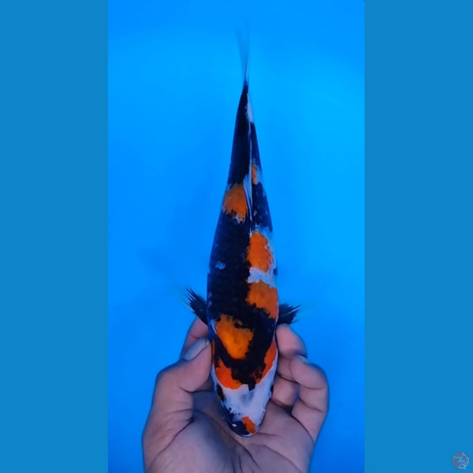 SHOWA 30CM