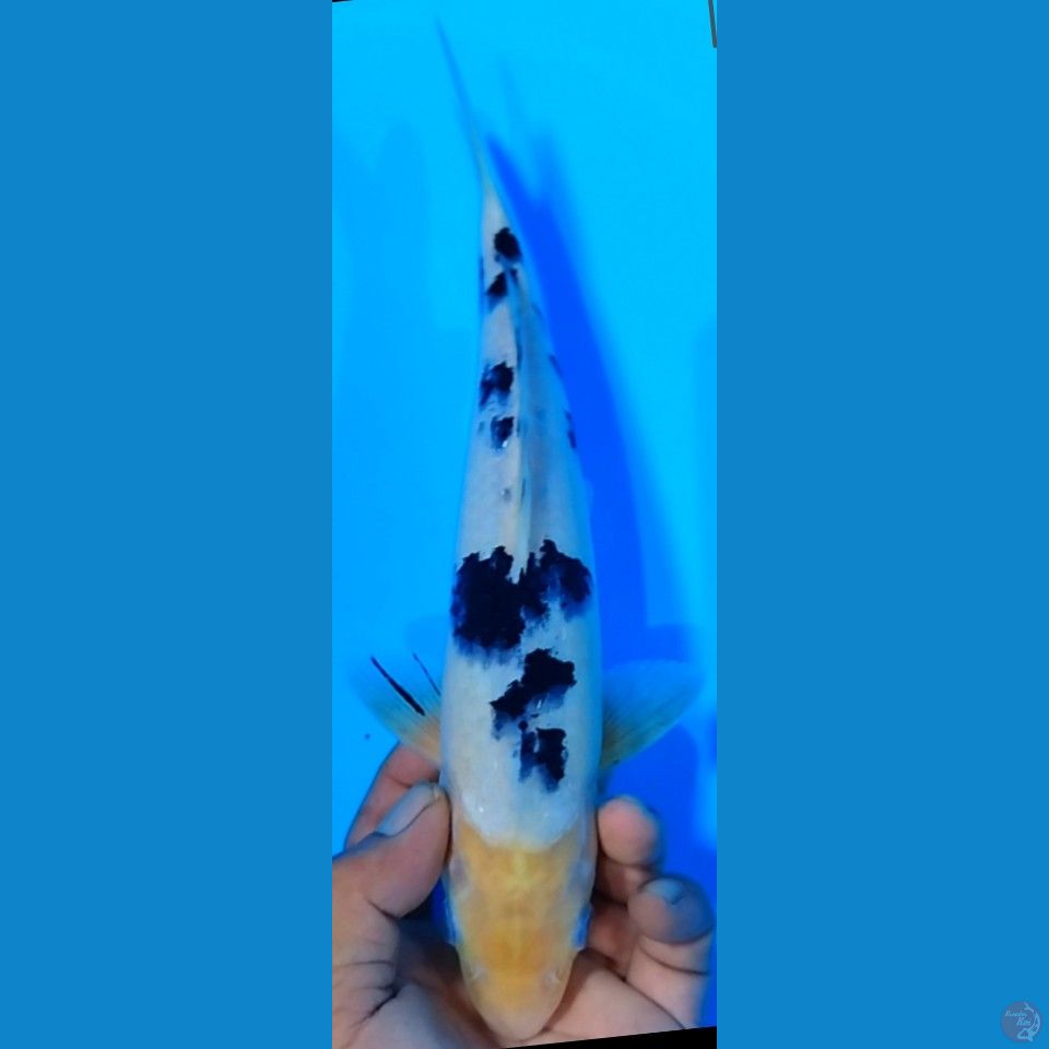 BEKKO 30CM JANTAN
