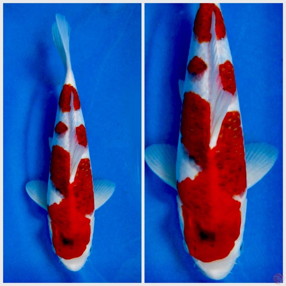 Aigoromo original 30cm