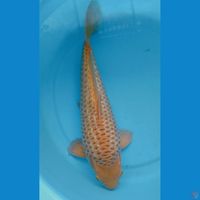 Caramel Ginrin Punuk Male 44CM HQ produk Madina