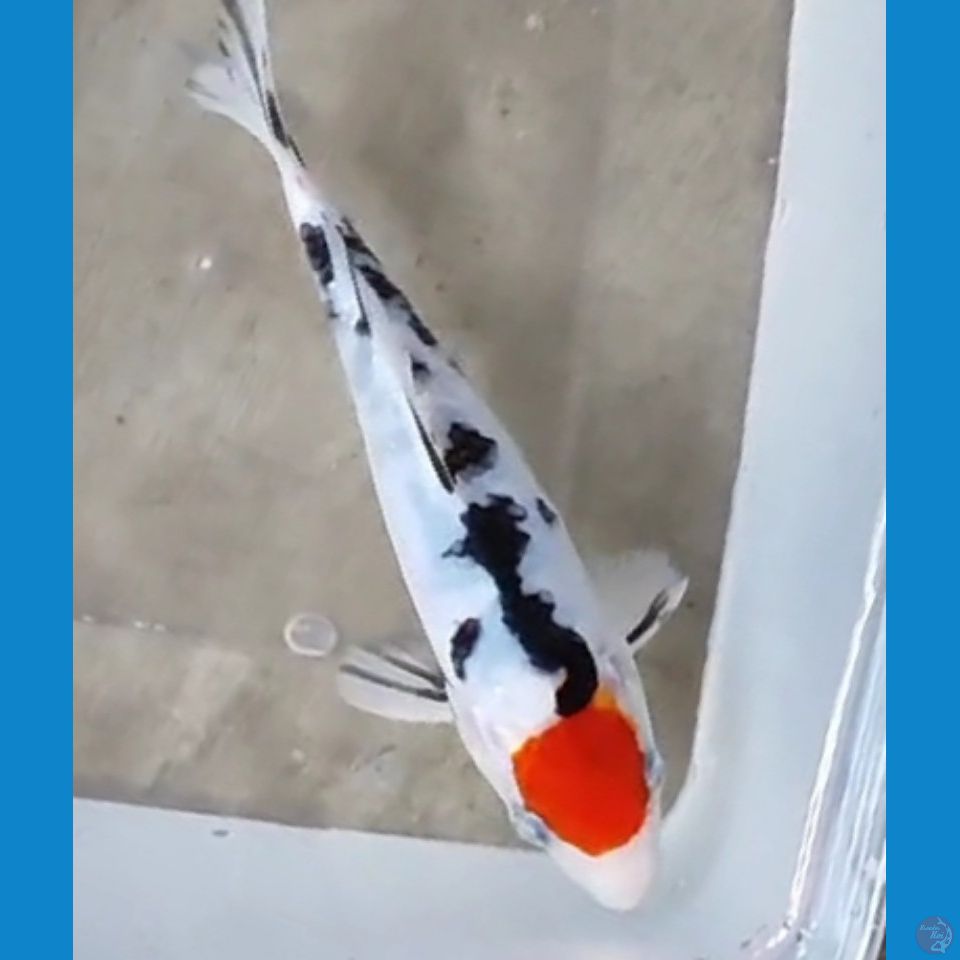 Tancho Sanke ~ 15cm