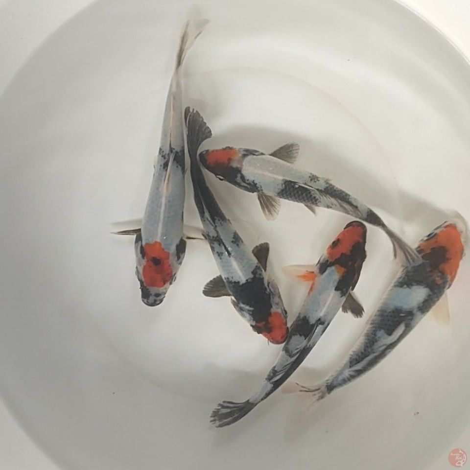ori Tancho Showa 15cm 5 ekor