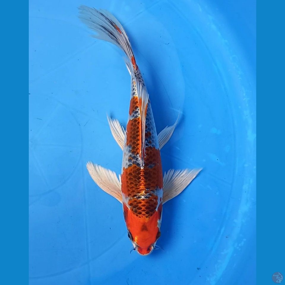 KUMPAI KUJAKU 26CM MALE