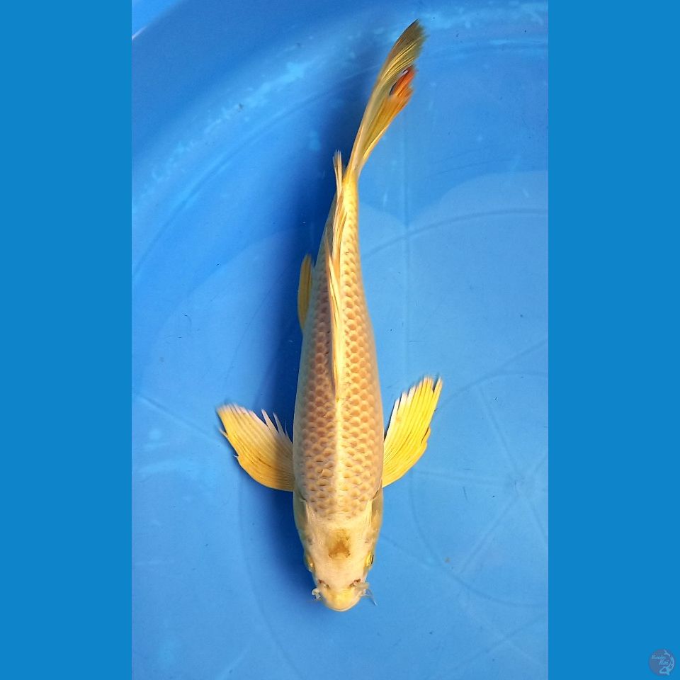 CREAM OGON 27cm MALE