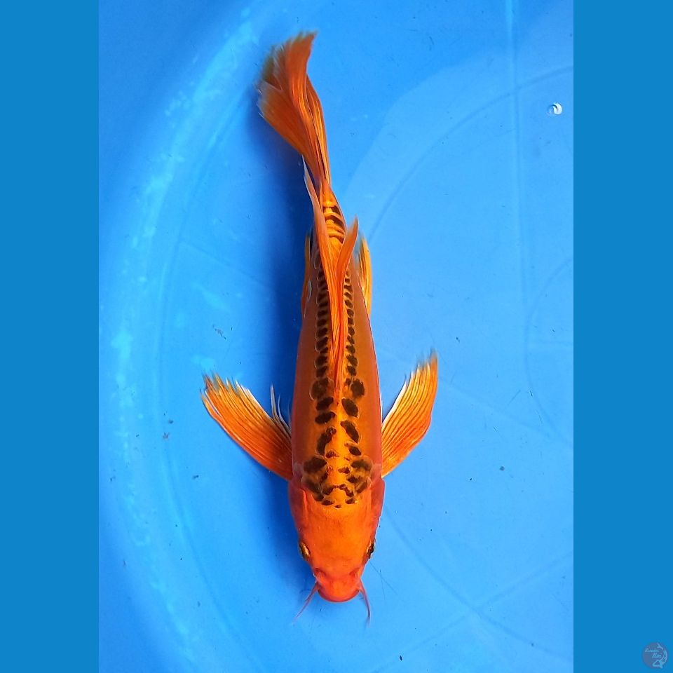 MIZUHO OGON 24CM MALE