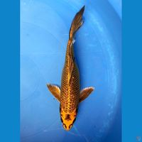 MUKASHI GOLD GINRIN 27CM FEMALE 