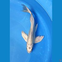 SILVERFOX GINRIN 26CM MALE