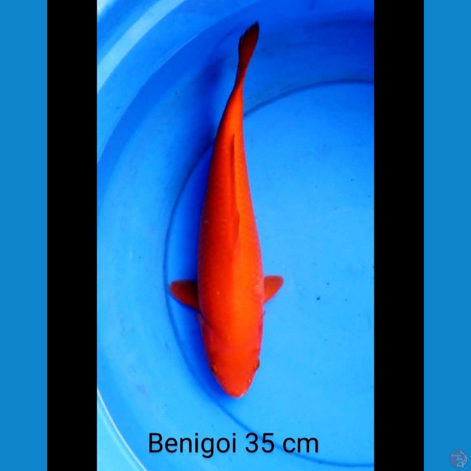 Benigoi strong 35 cm