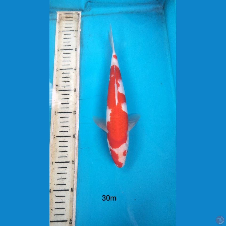 kohaku 30cm m