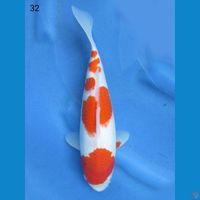 32cm - Kohaku Putih Salju