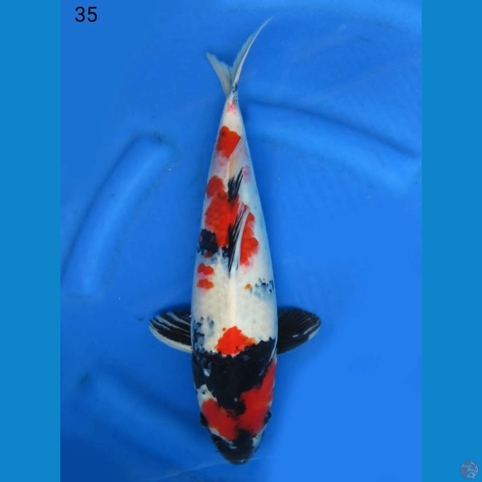 35cm - Kindai showa merah F1