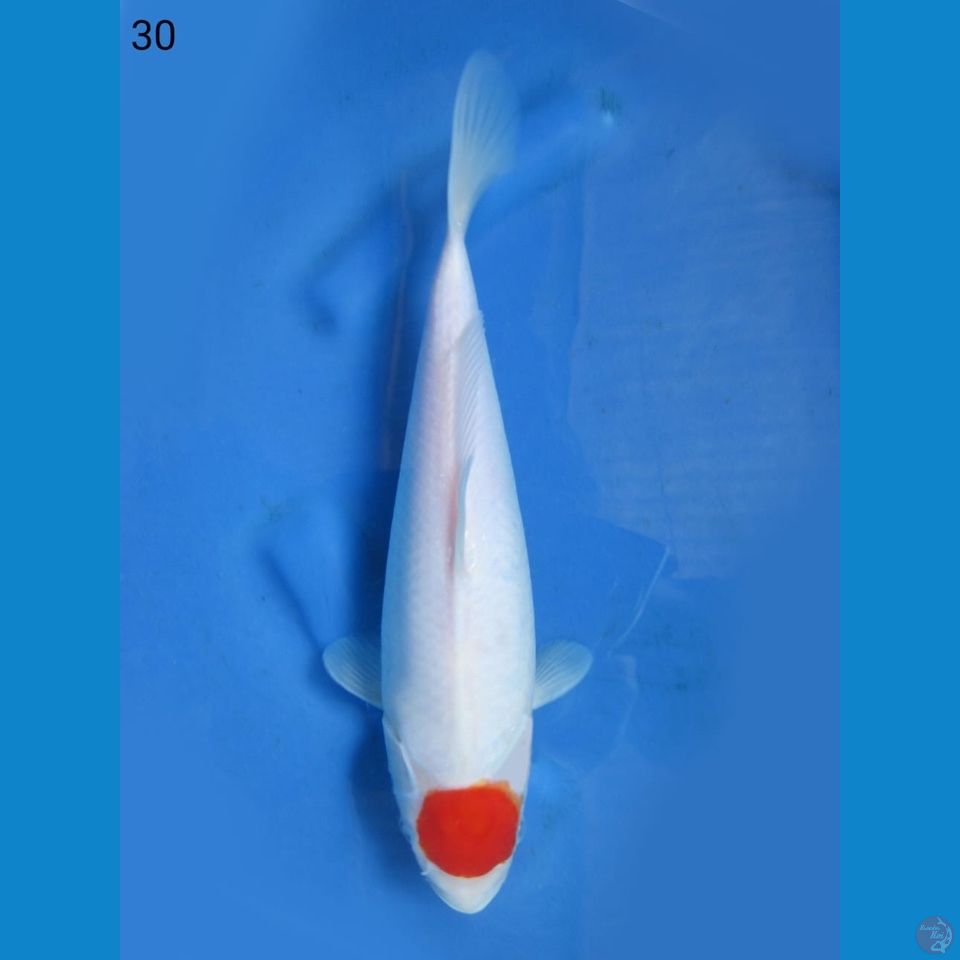 30cm - Tancho Kohaku