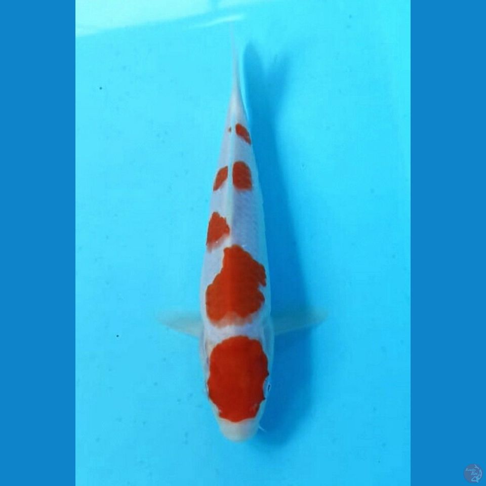 Kohaku 20cm