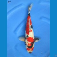 37cm - Showa Merah 