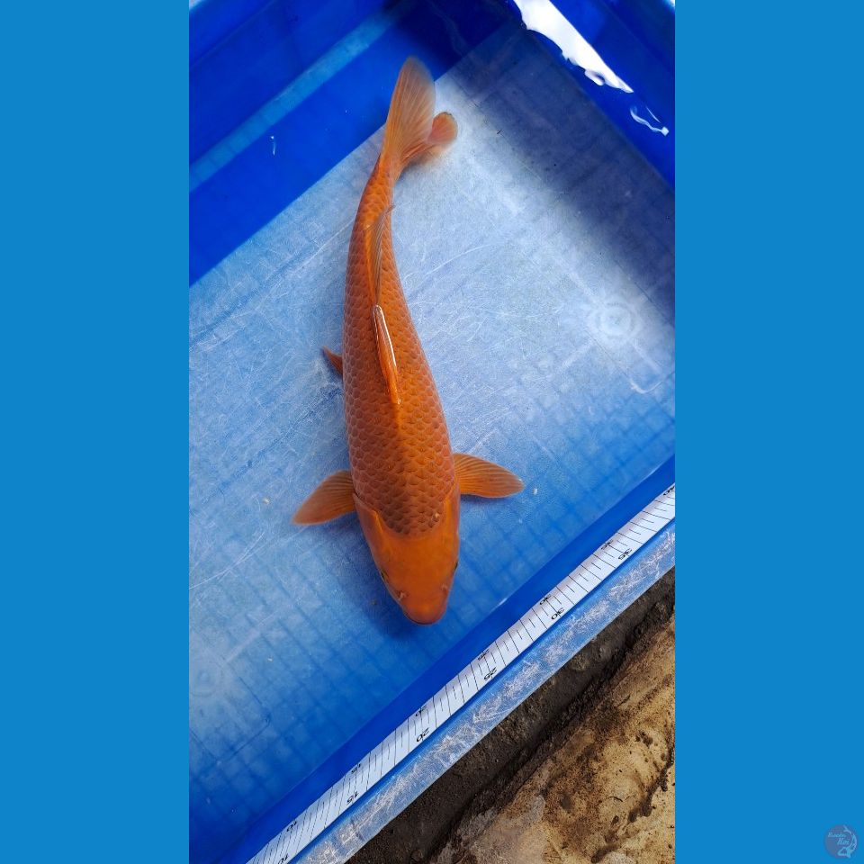karamel