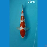 Kohaku 23cm