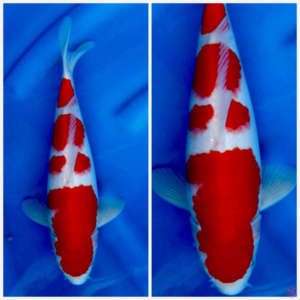 Kohaku sakai F1 30cm