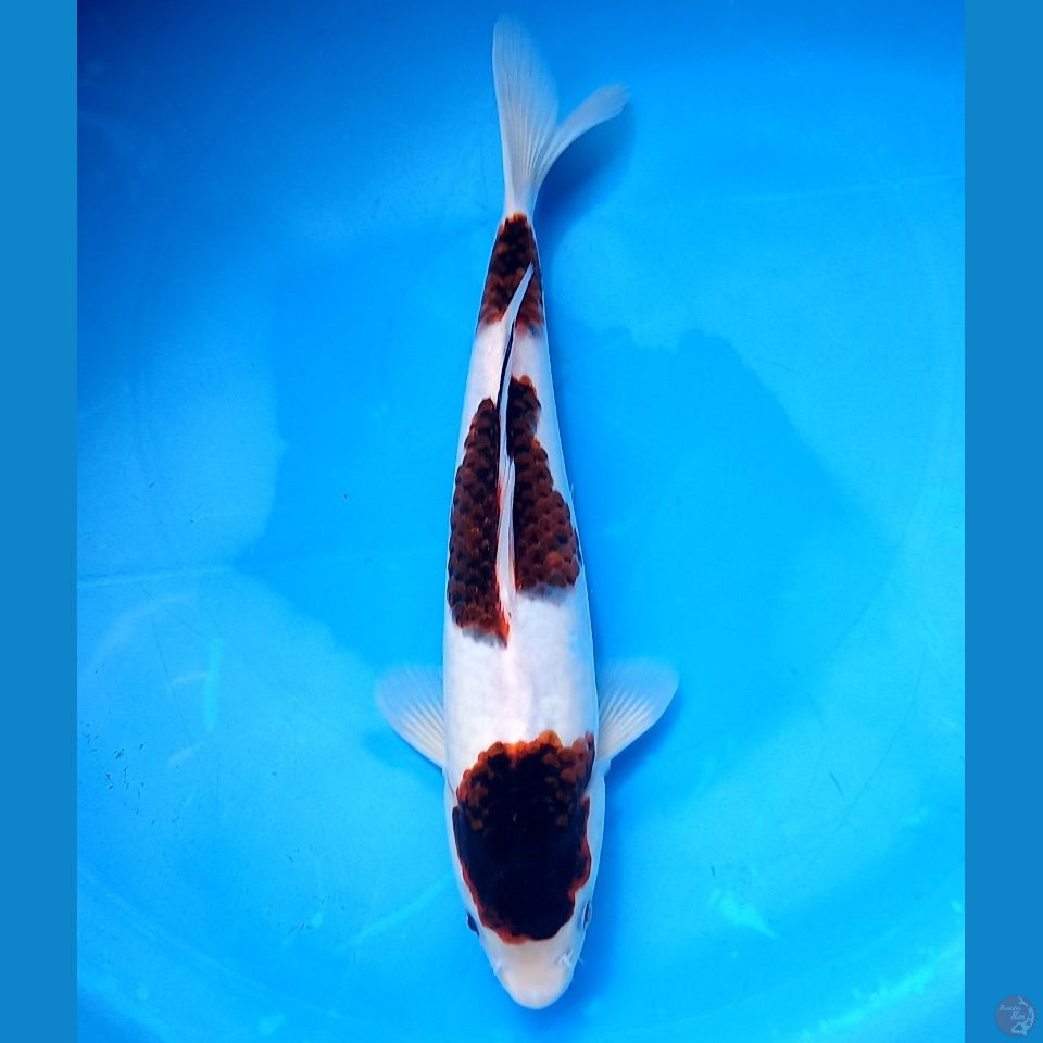 GOROMO 31CM FEMALE