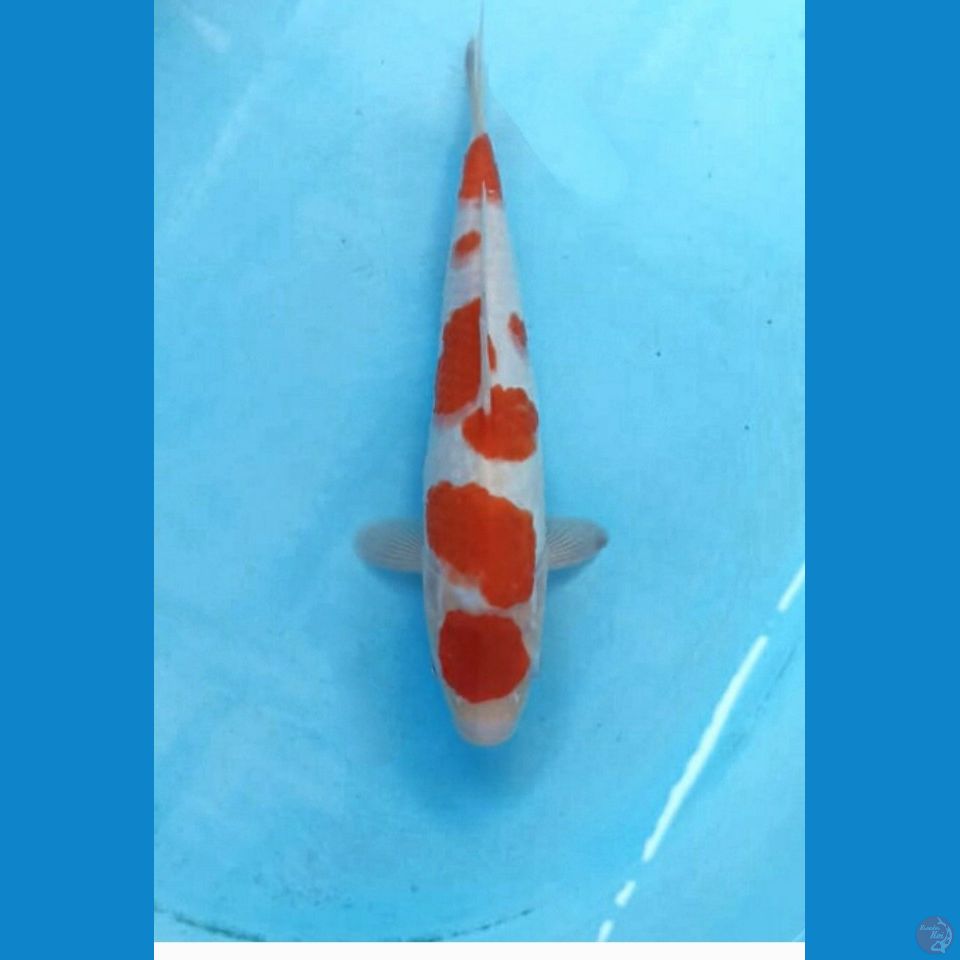 Kohaku 26cm