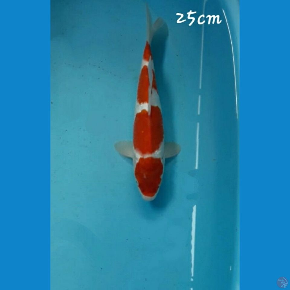 Kohaku 25cm