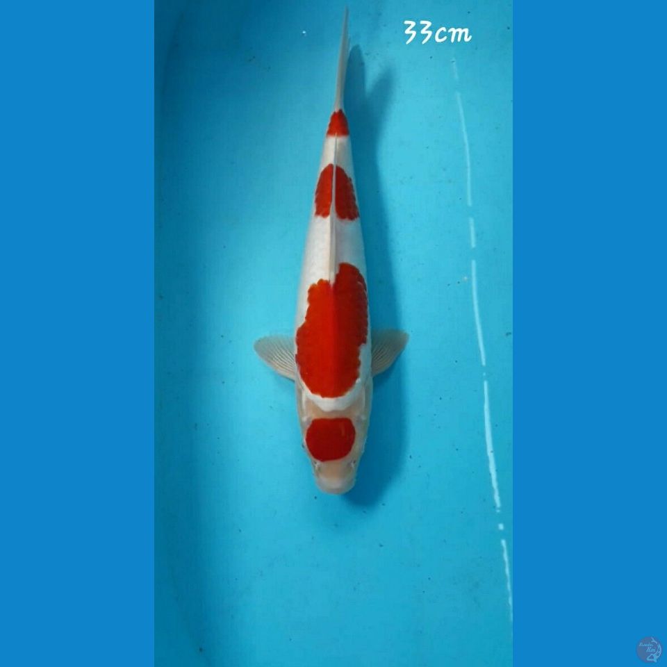 Kohaku 33cm