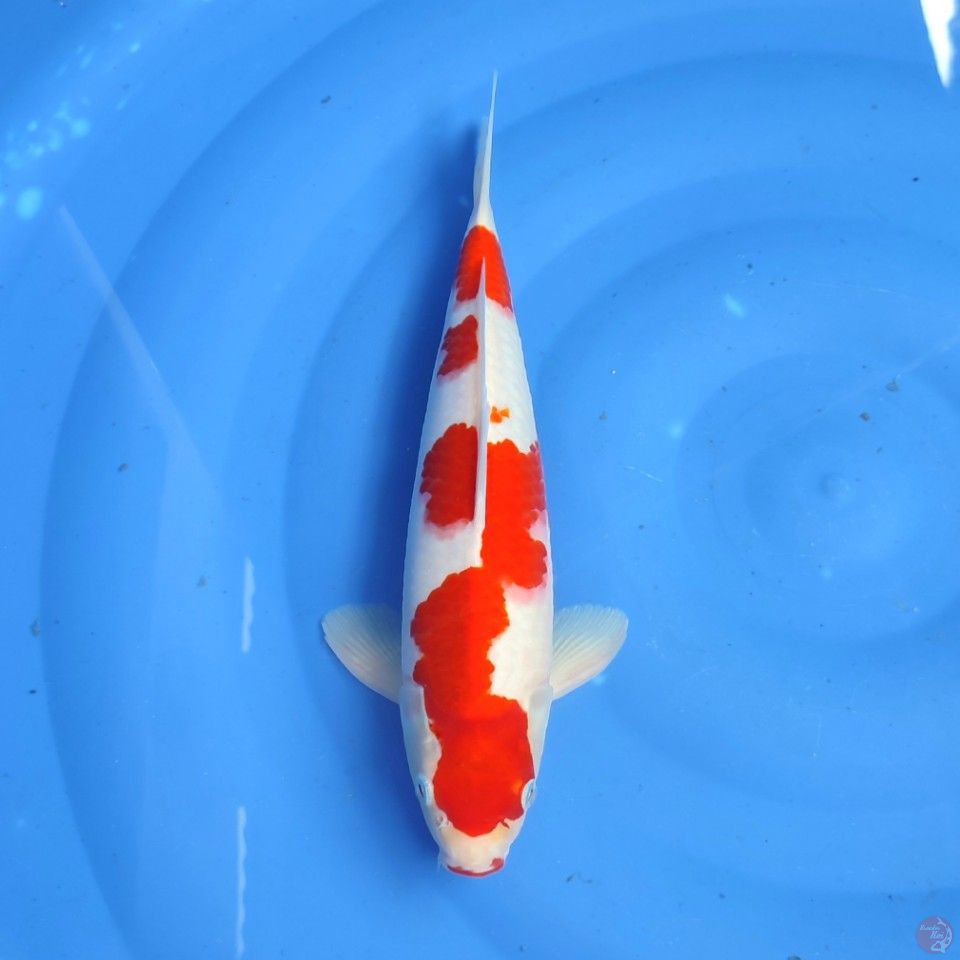 KOHAKU - 35CM ALUS 