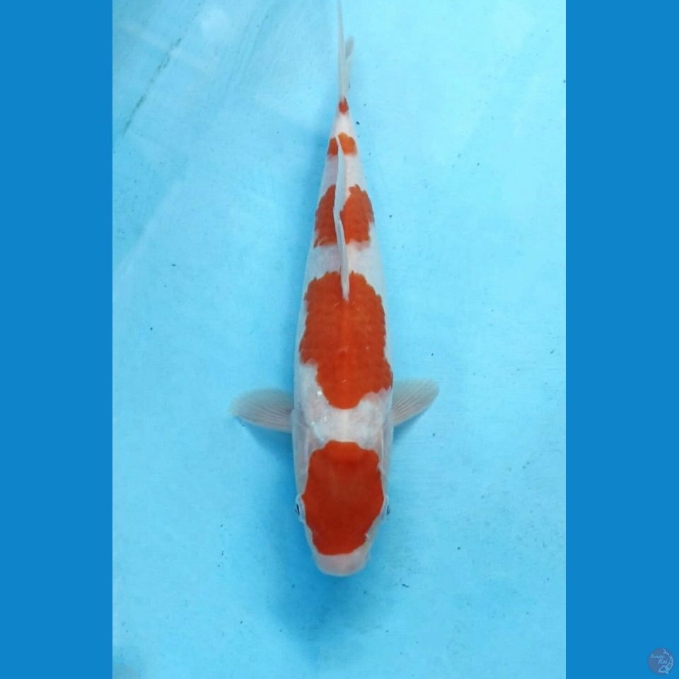 Kohaku 24cm