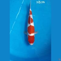 Kohaku 28cm