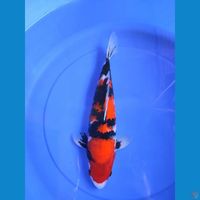 original showa halus 33cm jantan/male