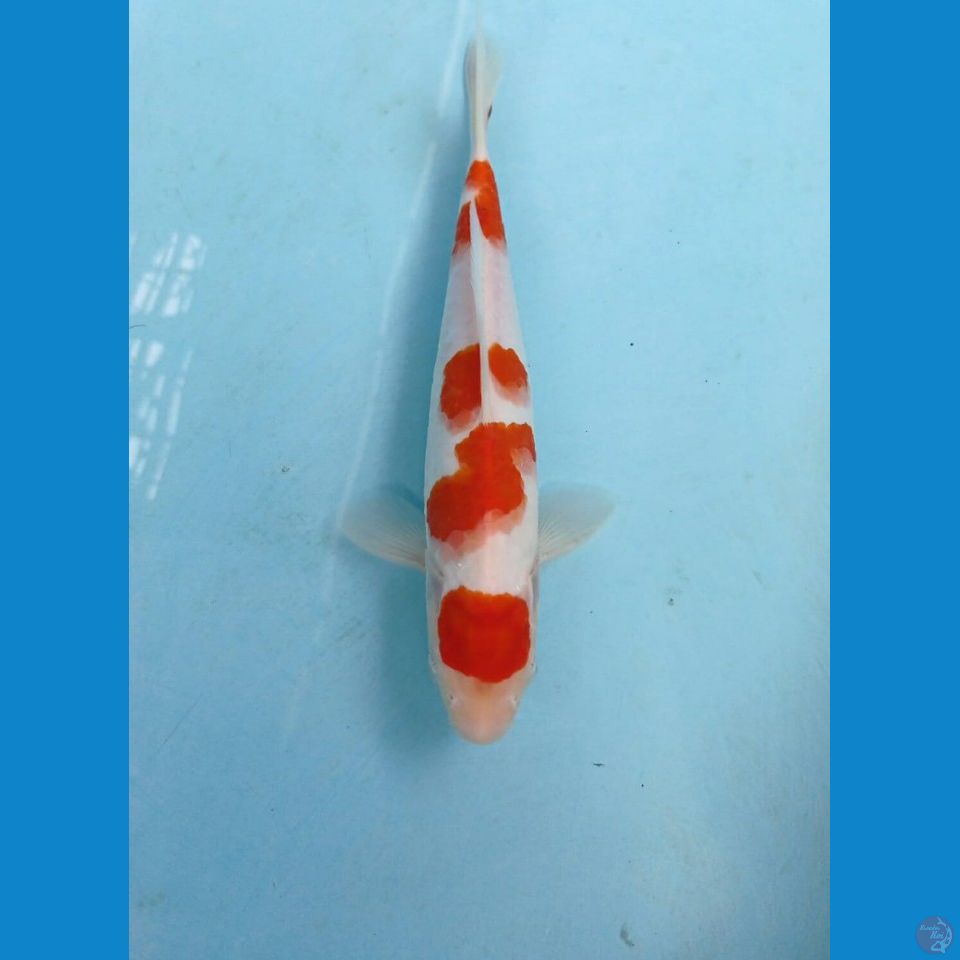 maruten kohaku, 25 cm