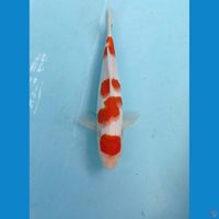 maruten kohaku, 25 cm