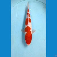 kohaku, 31 cm