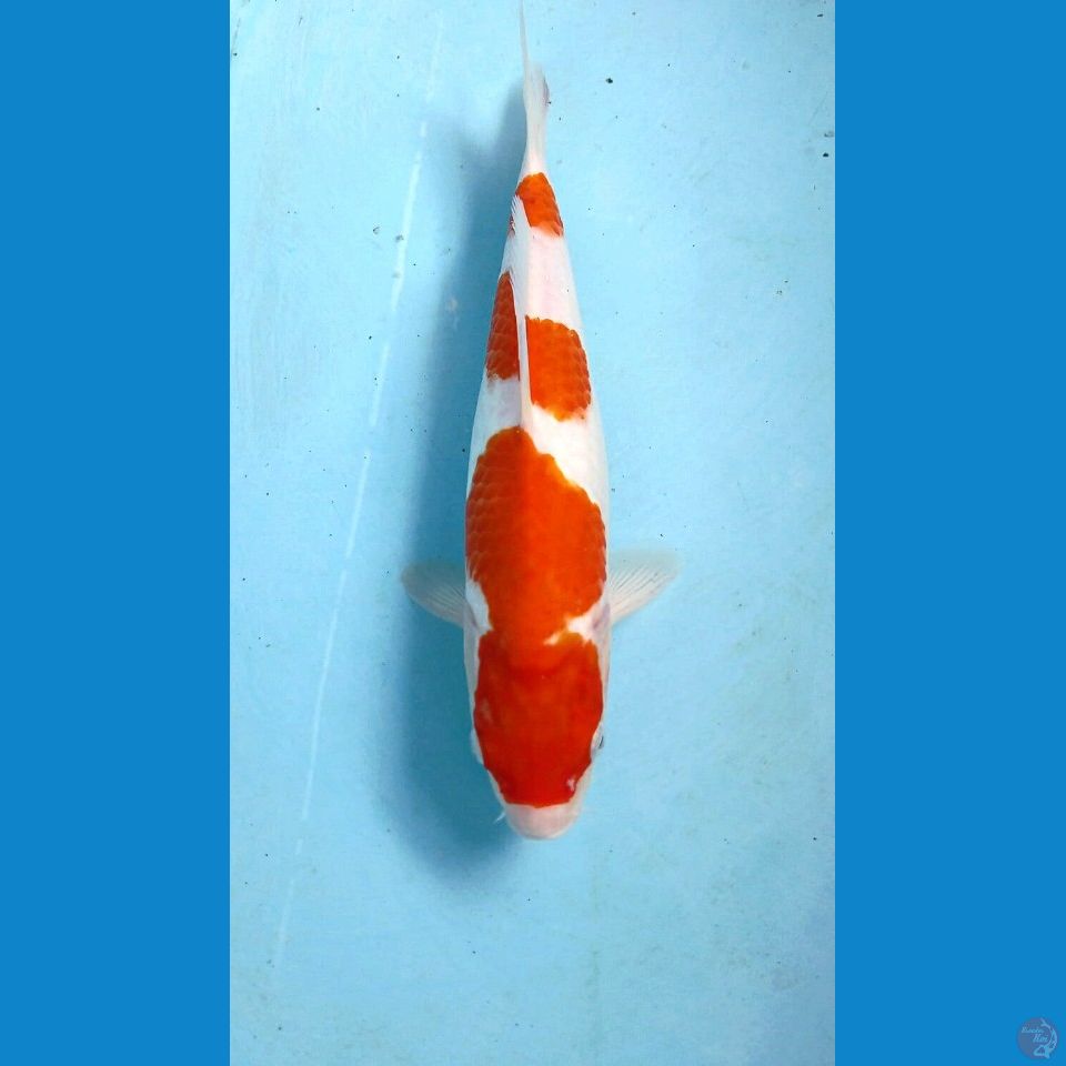 kohaku, 32 cm