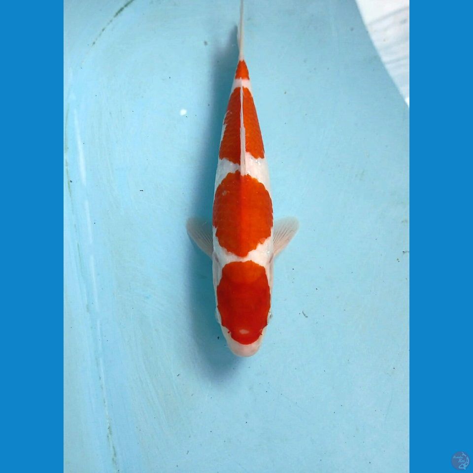 kohaku, 26 cm "male"