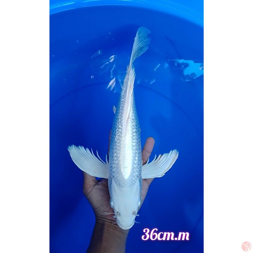 platinum kumoay size : 36 cm.m