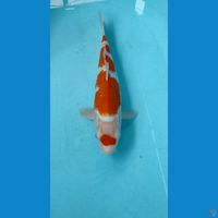 kohaku 32cm