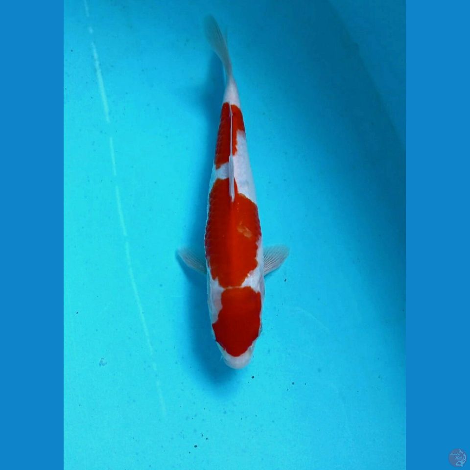 kohaku, 25 cm