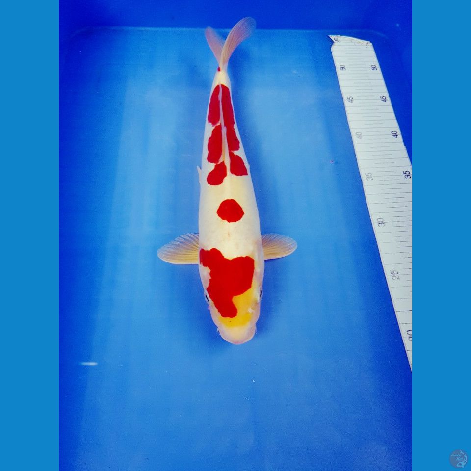 KOHAKU DOITSHU JANTAN 35 CM