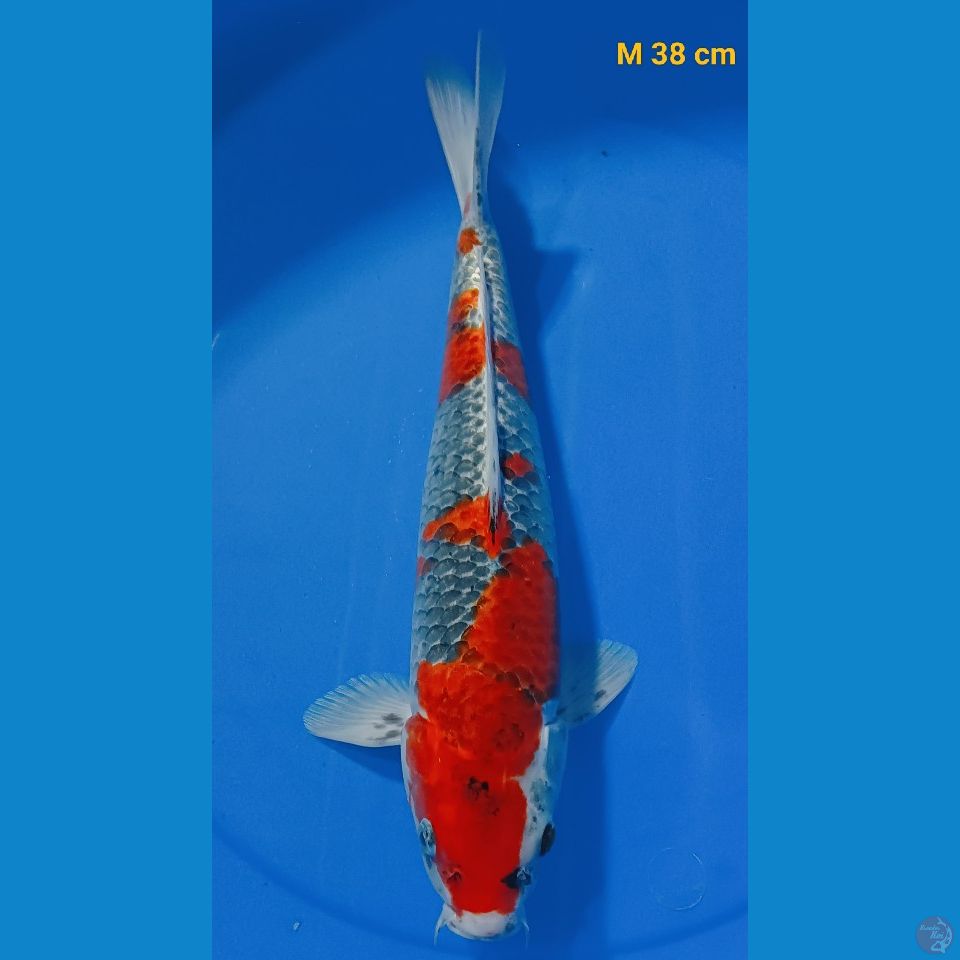 Gosiki M 38 cm